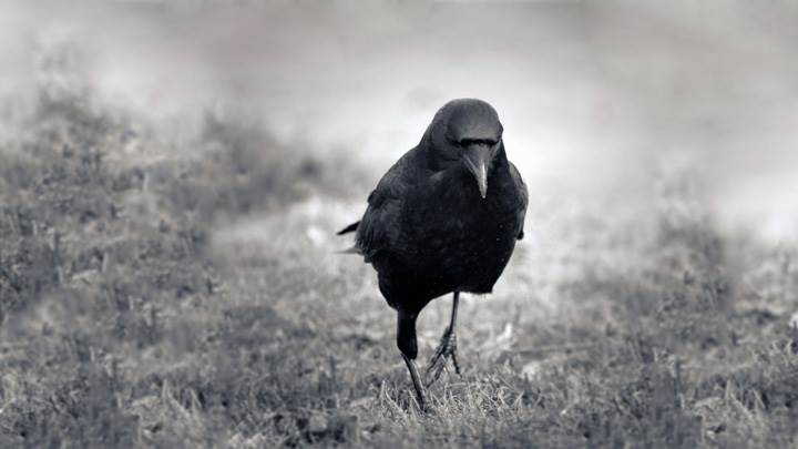 Black And White Pciture Of A Crow